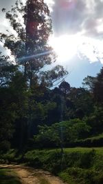 Trees against sky