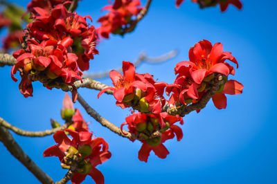 Low angle view of red flowering plants against blue sky