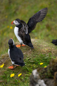 Black bird flying over a land