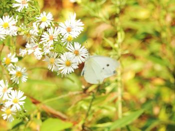 Close-up of white flowers blooming outdoors