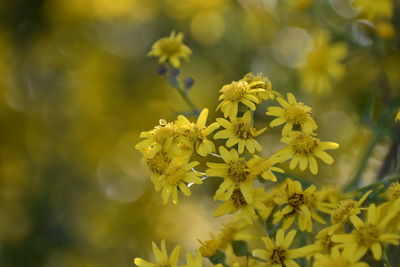 Close-up of yellow flowering plant