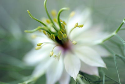 Close-up of white nigella sativa flower 