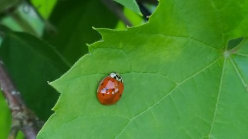 Close-up of ladybug on leaf