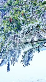 Close-up of tree against sky