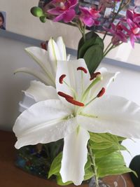 Close-up of white flowers blooming outdoors