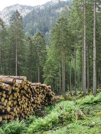 Stack of logs in of an alpine forest with ferns aside