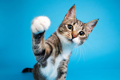 Close-up of a cat against blue background