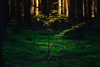 Trees in forest