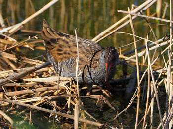 Close-up of birds perching on dry plants