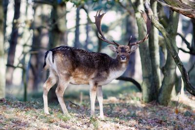 Portrait of deer standing against trees at forest