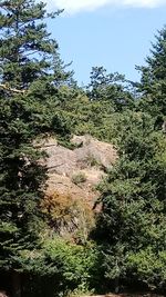 Scenic view of forest against sky