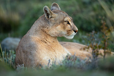 Close-up of lioness