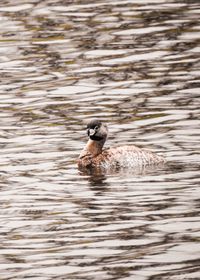 Duck swimming in a lake