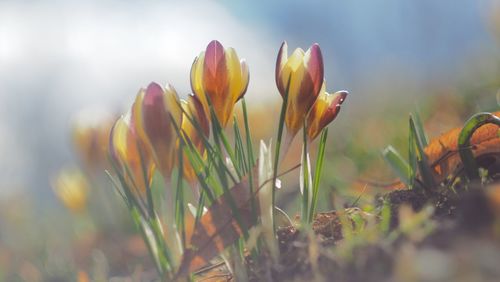 Close-up of crocus blooming on field