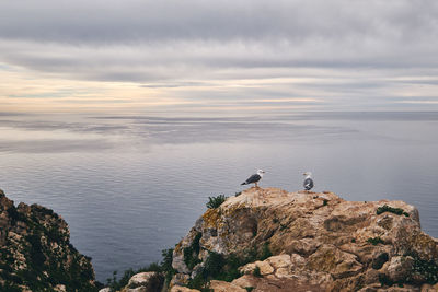 Seagull perching on rock by sea against sky