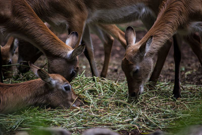 Horses grazing in grass