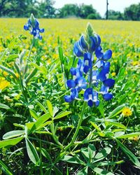Close-up of yellow flowers blooming in field