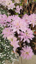 Close-up of purple flowers blooming outdoors