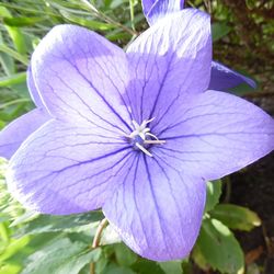 Close-up of purple flower blooming outdoors