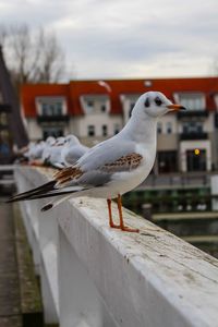 Close-up of bird perching on built structure against sky
