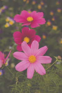 Close-up of pink flower