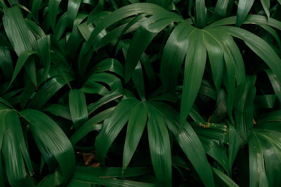 Full frame shot of green leaves