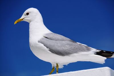 Low angle view of seagull against blue sky