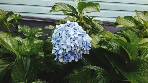 Close-up of hydrangea blooming outdoors