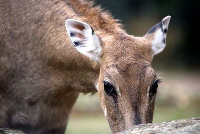 Close-up of deer
