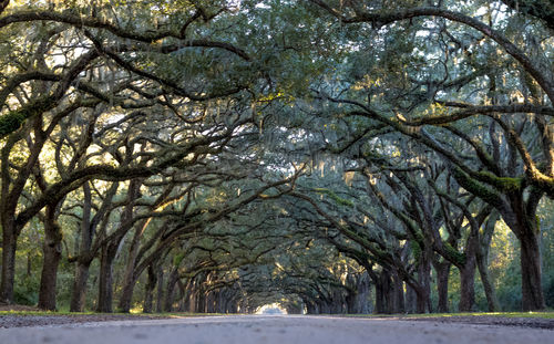 Road amidst trees during winter