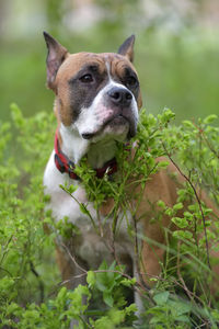 Portrait of dog on field