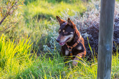 Dog jumping, australian kelpie