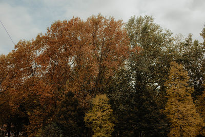 Low angle view of trees against sky during autumn