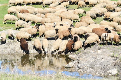 Flock of sheep on a land