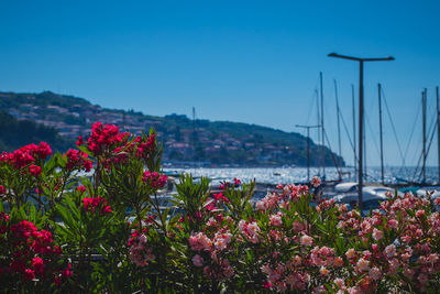 Pink flowering plants by sea against clear sky
