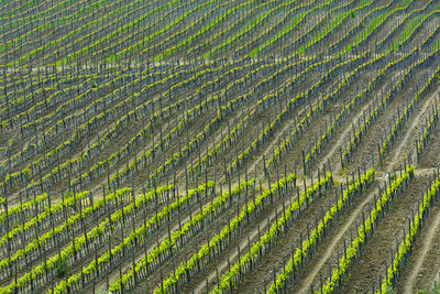 High angle view of plants growing on field