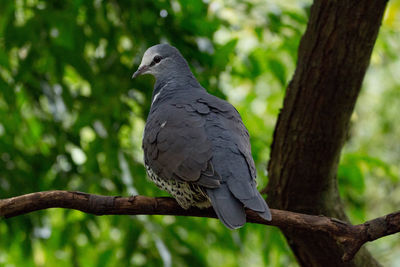 Close-up of pigeon perching on tree