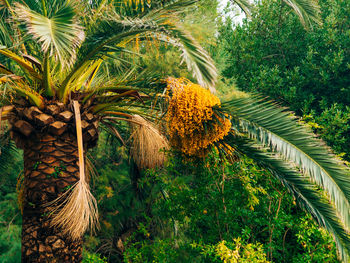 Coconut palm tree in field