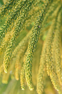 Full frame shot of pine tree