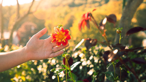 Cropped hand of woman holding yellow flower