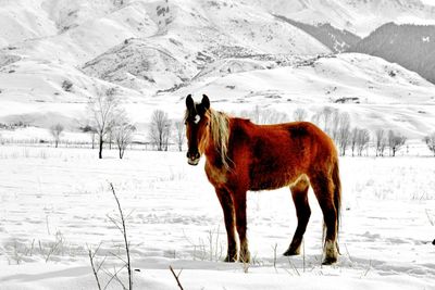 Horse standing on snow covered field