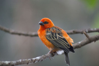 Close-up of bird perching on branch