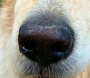 Extreme close up of dog