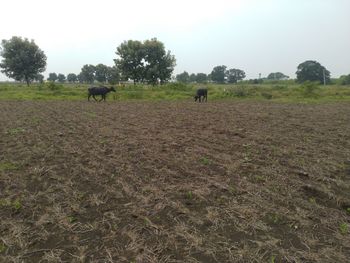 View of sheep on field