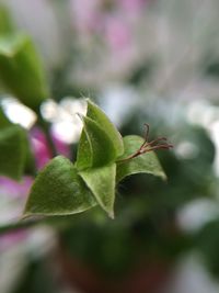 Close-up of plant