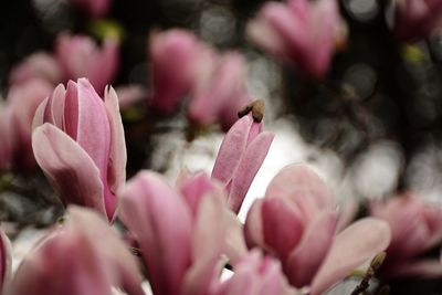 Close-up of pink flower