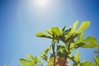 Low angle view of leaves against blue sky