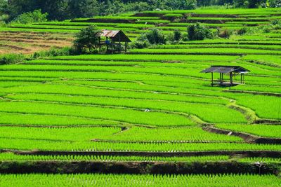 Scenic view of agricultural field