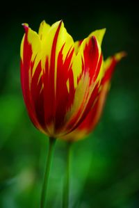 Close-up of red tulip blooming outdoors
