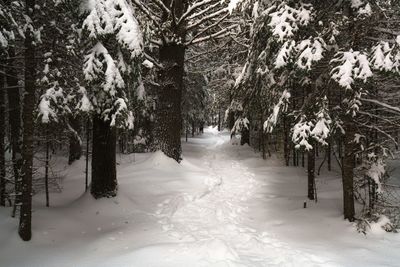 Trees on snow